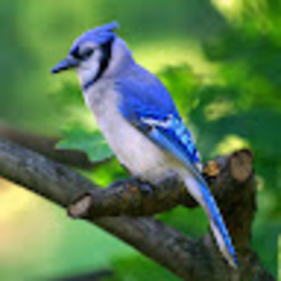 1sparkybird